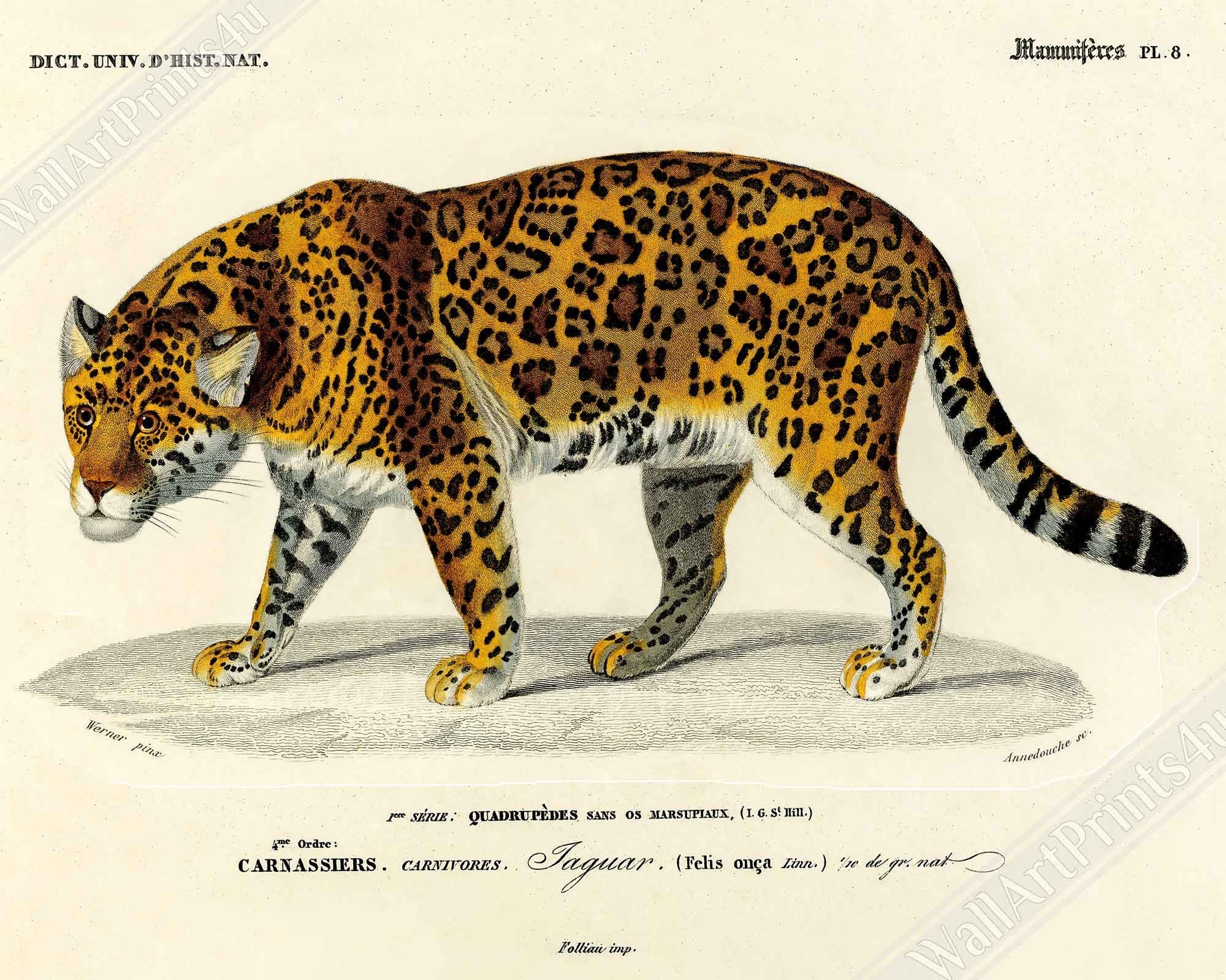 Vintage Jaguar Poster, Charles Dessalines, Vintage Big Cat Jaguar Art - Vintage Jaguar Print - WallArtPrints4U