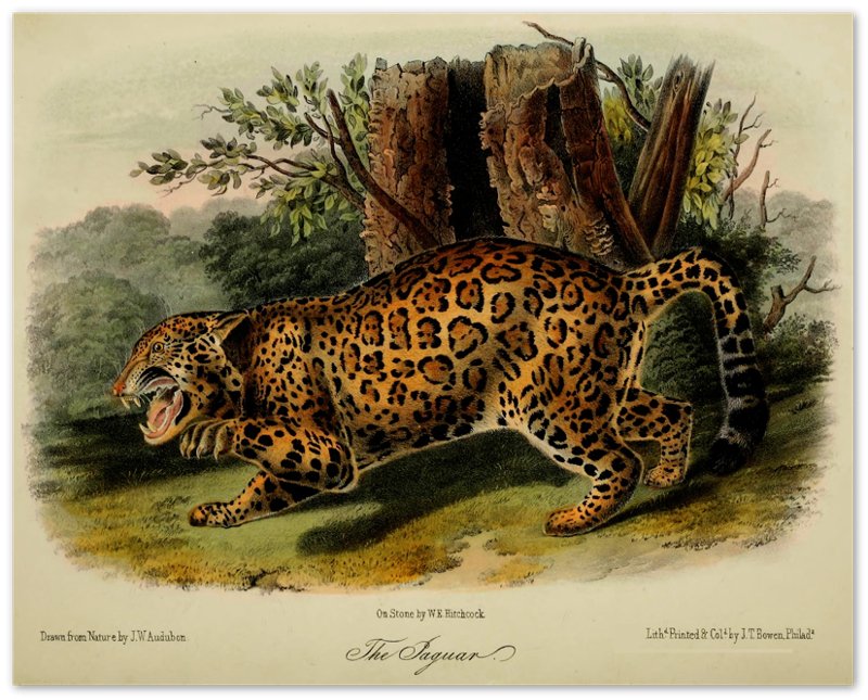 Vintage Jaguar Poster, John Audubon, Vintage Big Cat Jaguar Art - Vintage Jaguar Print - WallArtPrints4U