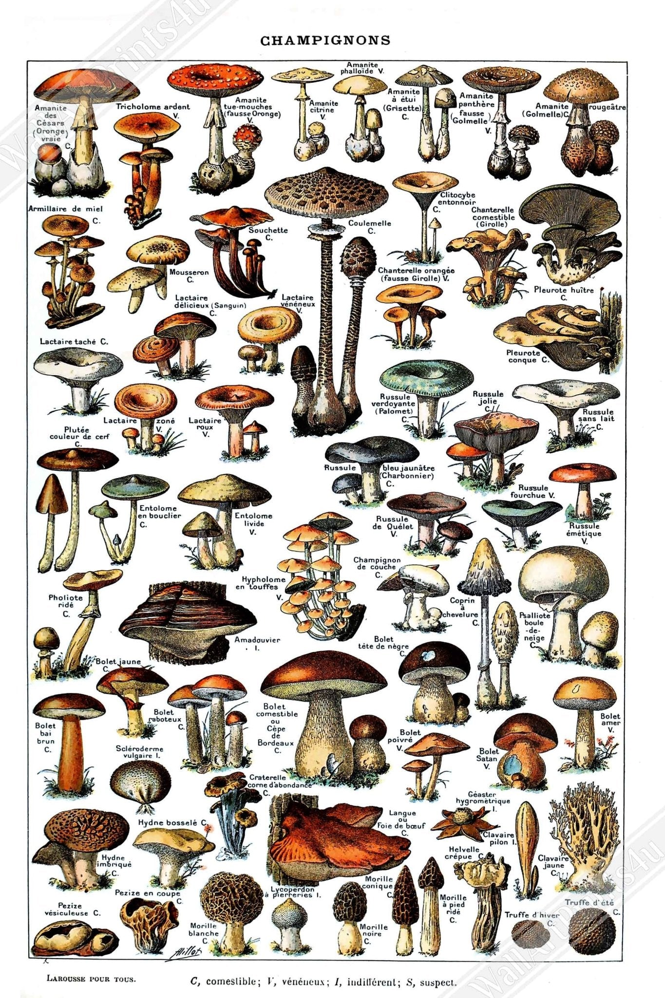 Vintage Mushroom Canvas - Adolphe Millot Champignons Pour Tous Canvas Print - WallArtPrints4U
