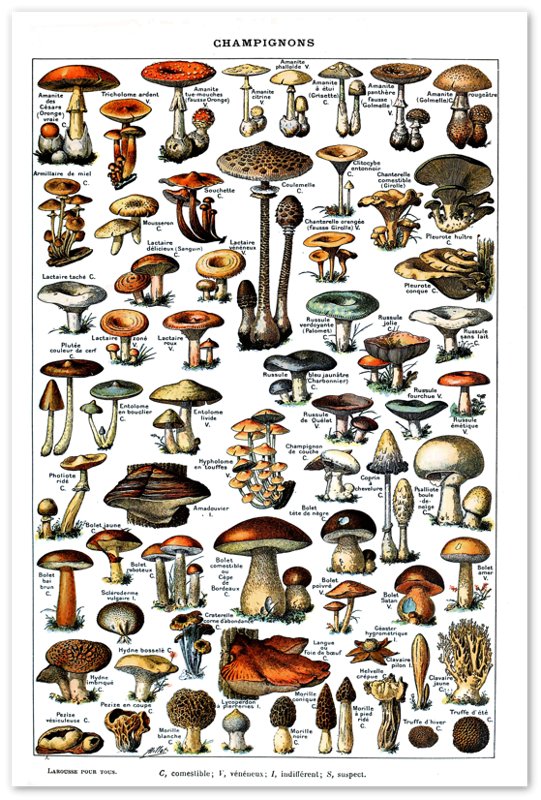 Vintage Mushroom Poster - Adolphe Millot Champignons Pour Tous Print - WallArtPrints4U