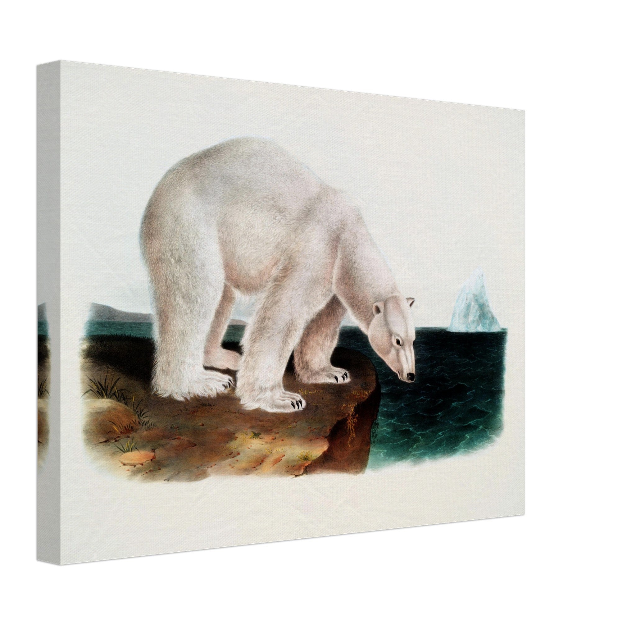 Vintage Polar Bear Canvas, John Woodhouse Audubon, Vintage Polar Bear Art - Vintage Polar Bear Canvas Print - WallArtPrints4U