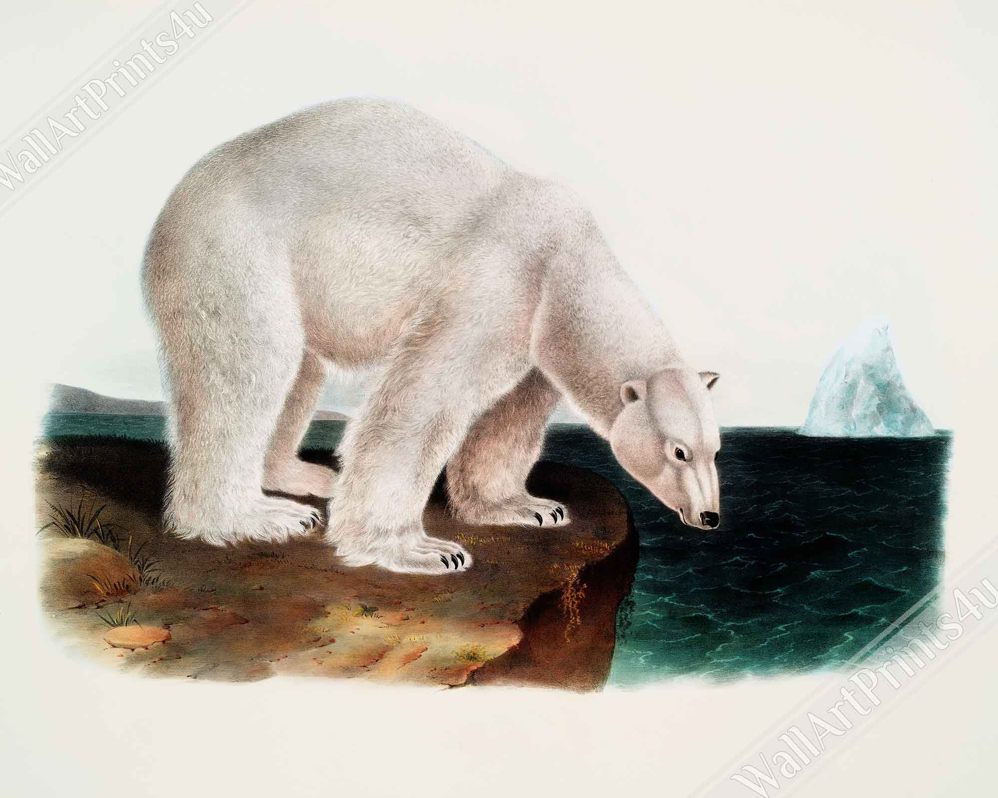 Vintage Polar Bear Canvas, John Woodhouse Audubon, Vintage Polar Bear Art - Vintage Polar Bear Canvas Print - WallArtPrints4U