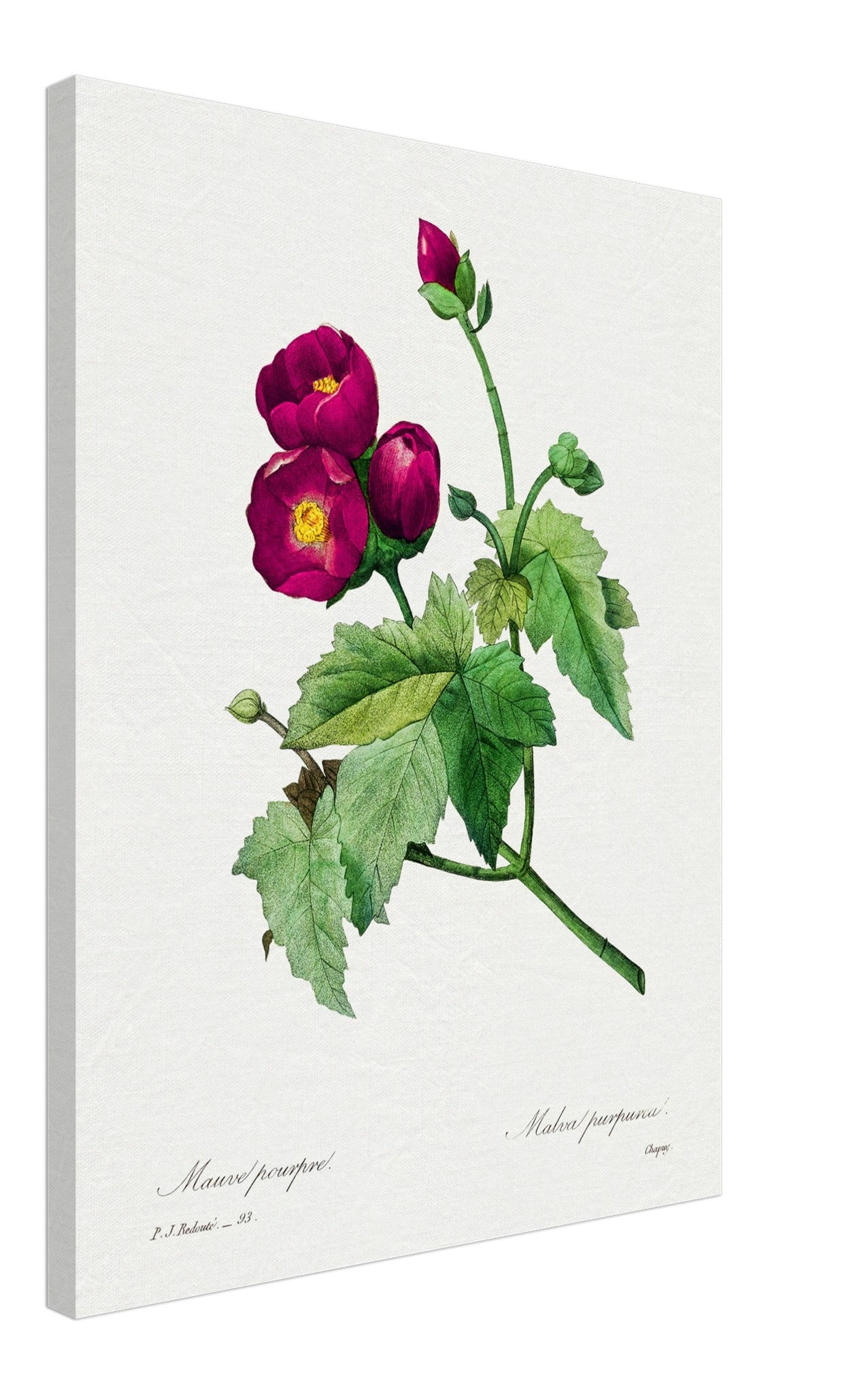 Vintage Purple Flower Canvas - Flower Wall Art - Purple Mallow Botanical Illustration Pierre Joseph Redoute. - WallArtPrints4U