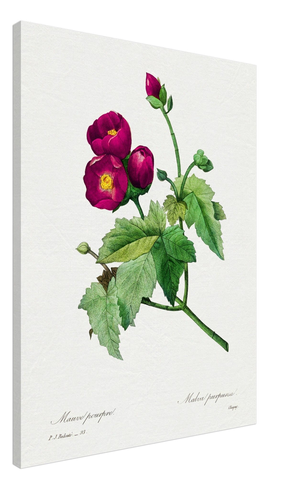 Vintage Purple Flower Canvas - Flower Wall Art - Purple Mallow Botanical Illustration Pierre Joseph Redoute. - WallArtPrints4U