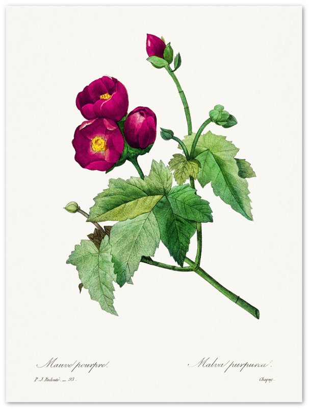 Vintage Purple Flower Poster - Flower Wall Art - Purple Mallow Botanical Illustration Pierre Joseph Redoute. - WallArtPrints4U