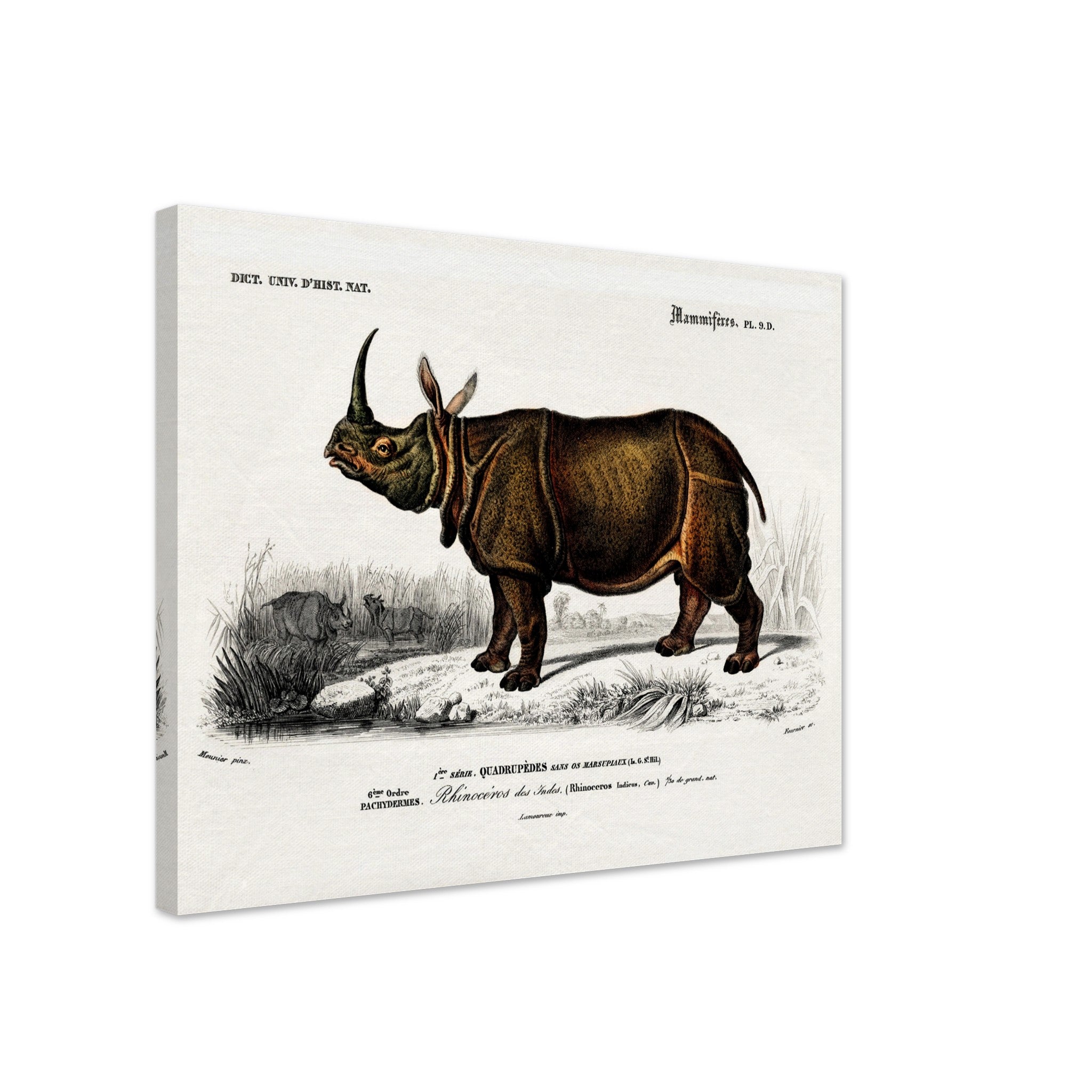Vintage Rhino Canvas, Charles Dessalines, Vintage Indian Rhinoceros Art - Vintage Rhino Canvas Print - WallArtPrints4U