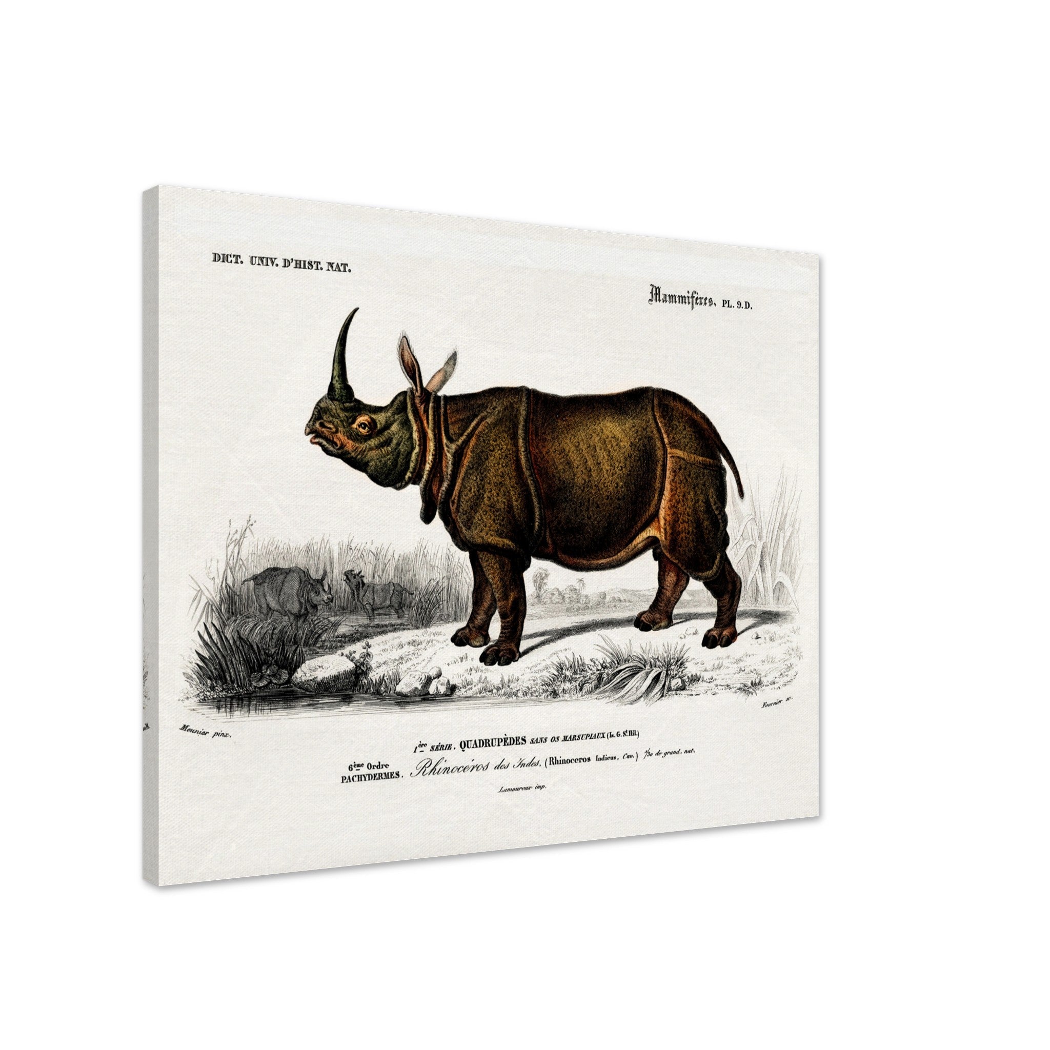 Vintage Rhino Canvas, Charles Dessalines, Vintage Indian Rhinoceros Art - Vintage Rhino Canvas Print - WallArtPrints4U