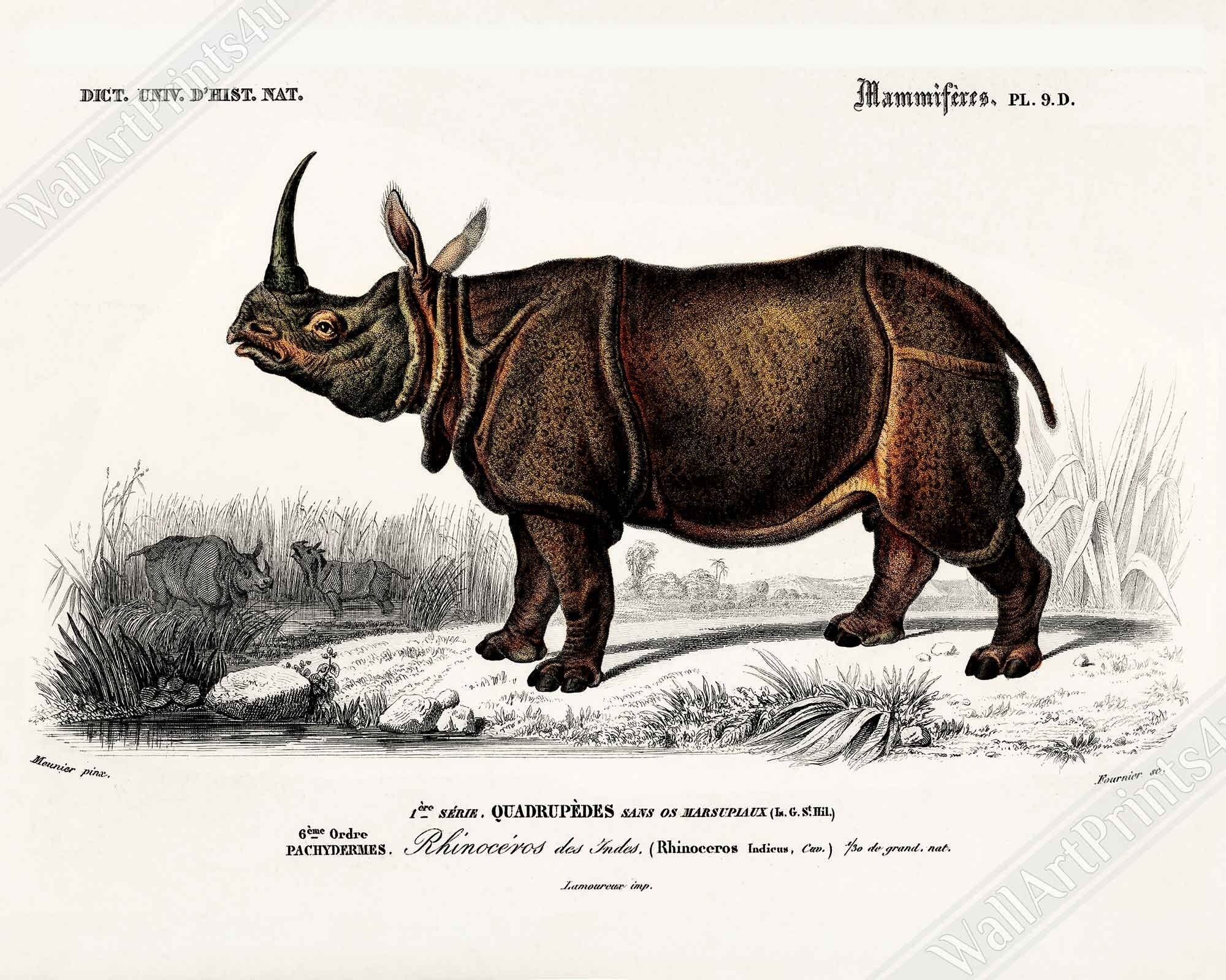 Vintage Rhino Framed, Charles Dessalines, Vintage Indian Rhinoceros Art - Vintage Rhino Framed Print - WallArtPrints4U