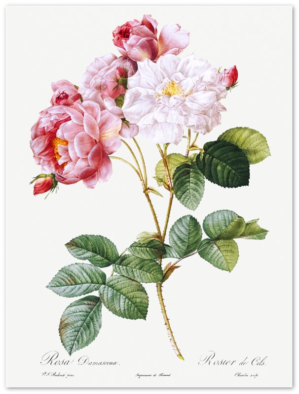 Vintage Rose Print - Flower Wall Art - Pierre Joseph Redoute Botanical Artist - WallArtPrints4U