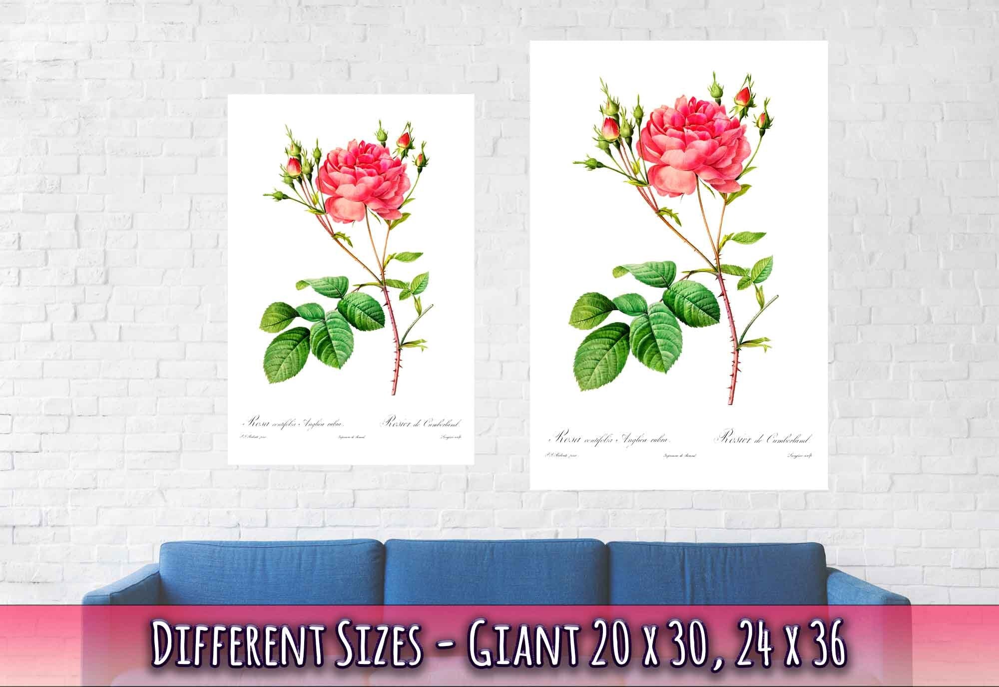 Vintage Rose Print - Flower Wall Art - Rosa Centifolia - Pierre Joseph Redoute Botanical Artist - WallArtPrints4U