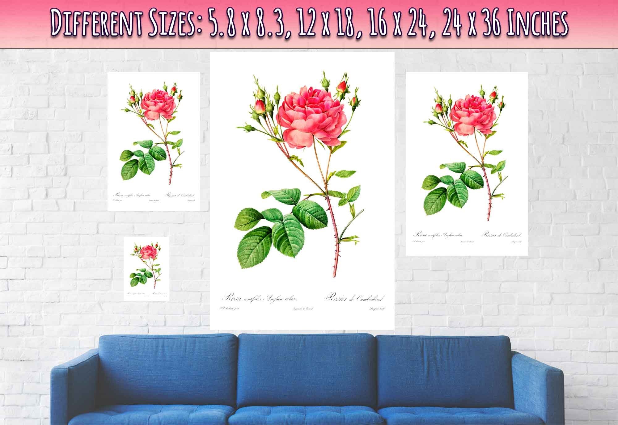 Vintage Rose Print - Flower Wall Art - Rosa Centifolia - Pierre Joseph Redoute Botanical Artist - WallArtPrints4U