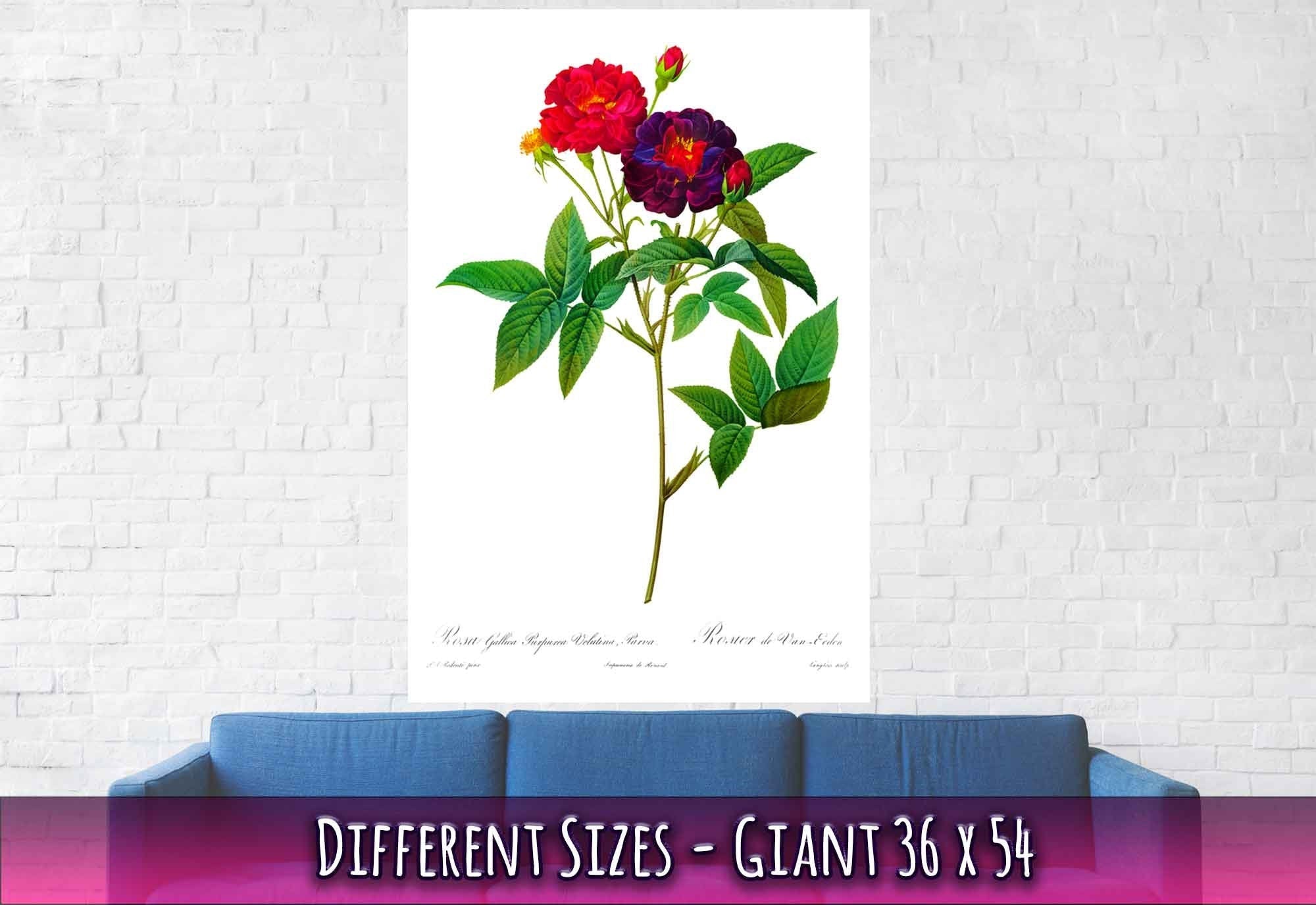 Vintage Rose Print - Flower Wall Art - Rosa Gallica Purpurea - Pierre Joseph Redoute Botanical Artist - WallArtPrints4U