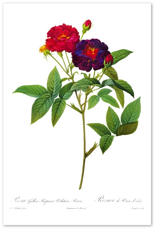 Vintage Rose Print - Flower Wall Art - Rosa Gallica Purpurea - Pierre Joseph Redoute Botanical Artist - WallArtPrints4U
