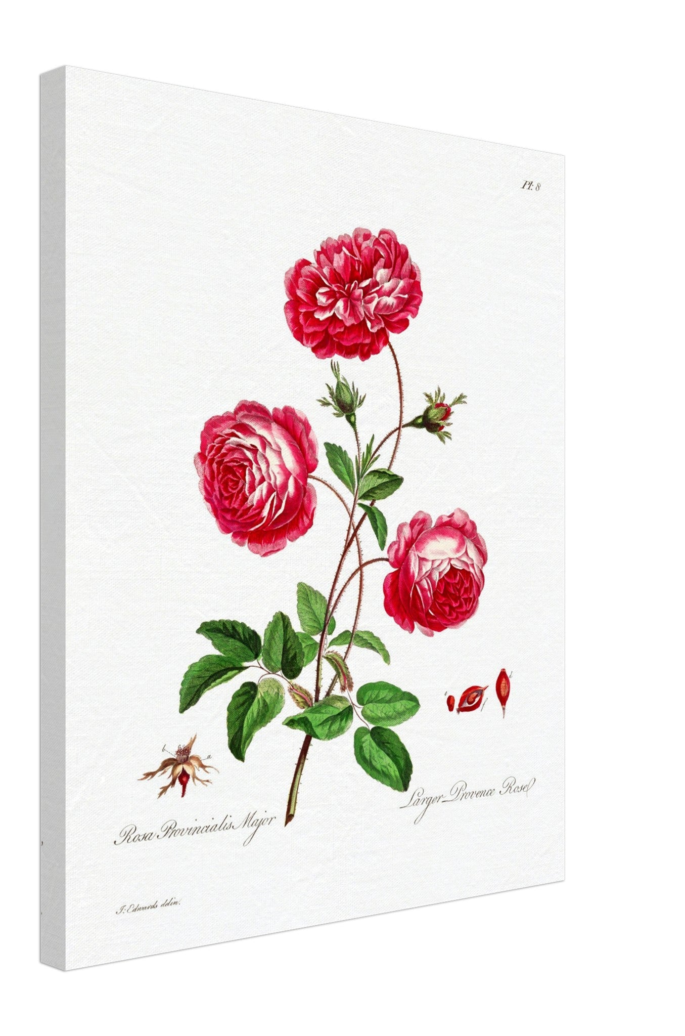 Vintage Rose Provence Canvas - Flower Wall Art - John Edwards 1742 - 1815 - WallArtPrints4U