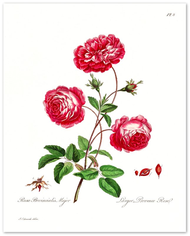 Vintage Rose Provence Poster - Flower Wall Art - John Edwards 1742 - 1815 - WallArtPrints4U