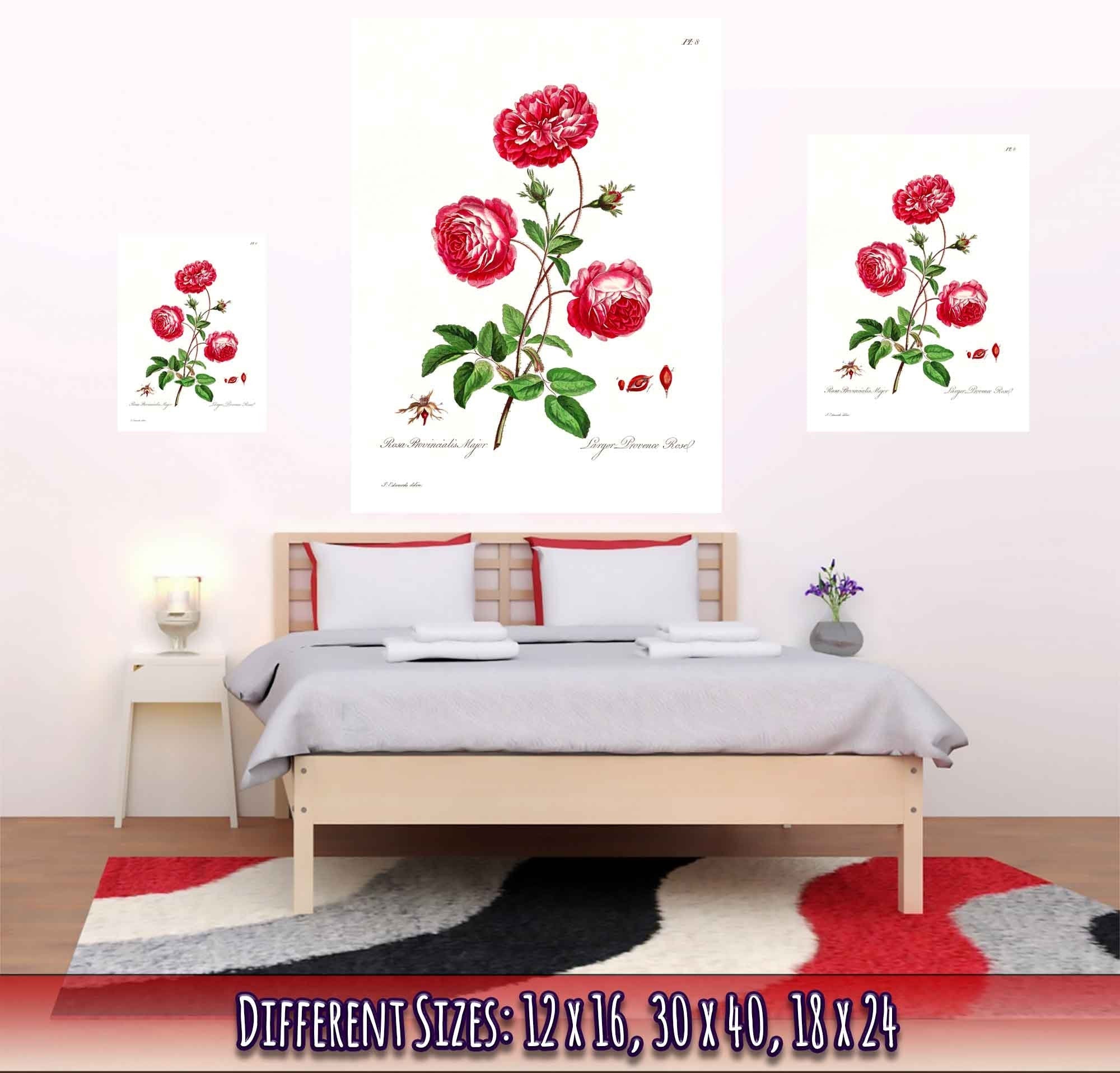 Vintage Rose Provence Poster - Flower Wall Art - John Edwards 1742 - 1815 - WallArtPrints4U