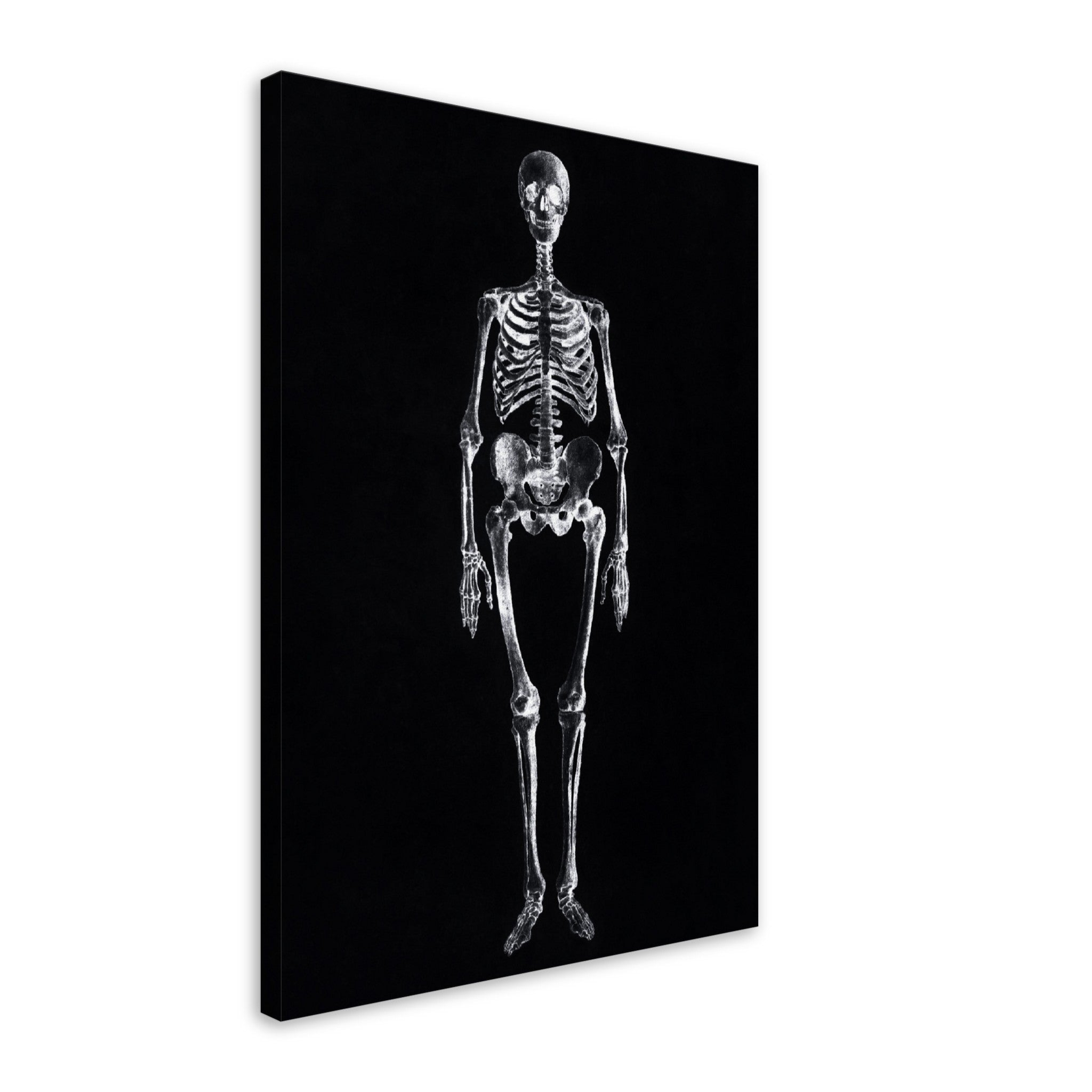 Vintage Skeleton Canvas Print - Human Skeleton Canvas - George Stubbs - WallArtPrints4U