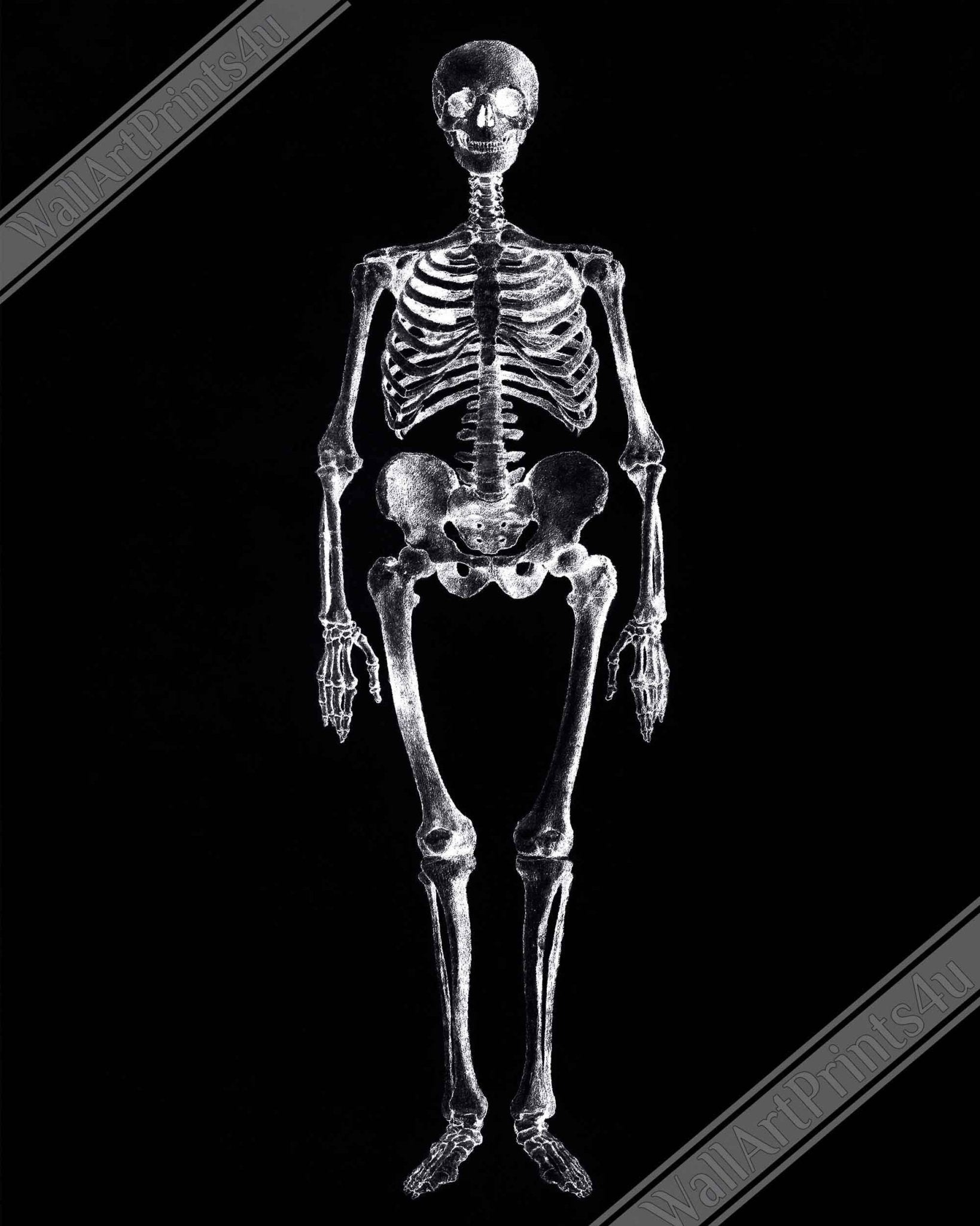Vintage Skeleton Poster - Human Skeleton Print - George Stubbs - WallArtPrints4U