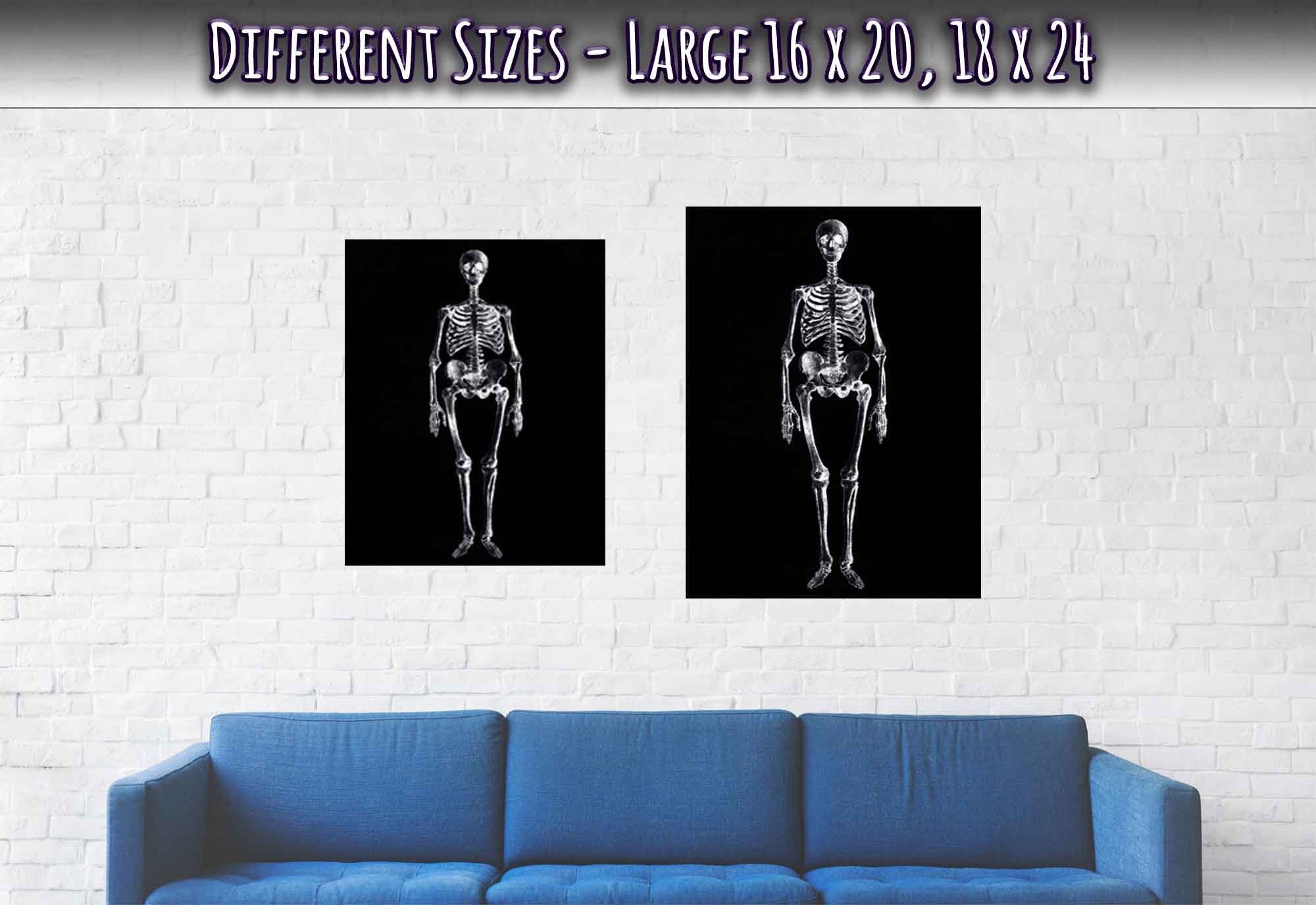 Vintage Skeleton Poster - Human Skeleton Print - George Stubbs - WallArtPrints4U