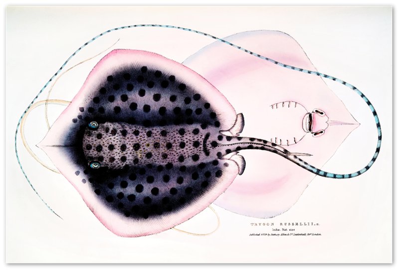 Vintage Stingray Print, John Gray , Vintage Stingray Poster - Stingray Wall Art Print - WallArtPrints4U
