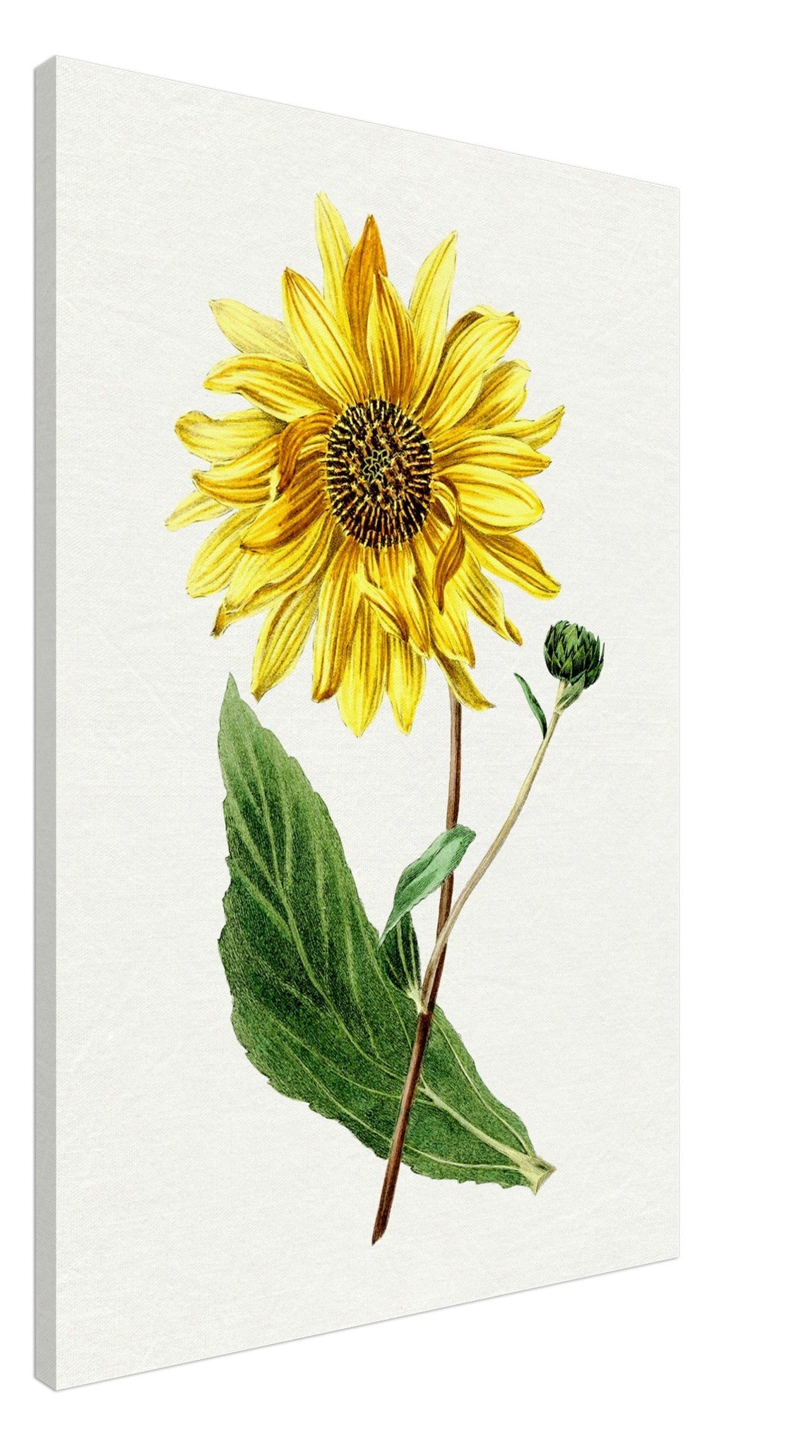 Vintage Sunflower Canvas, Hand Drawn Biodiversity Heritage Library - WallArtPrints4U