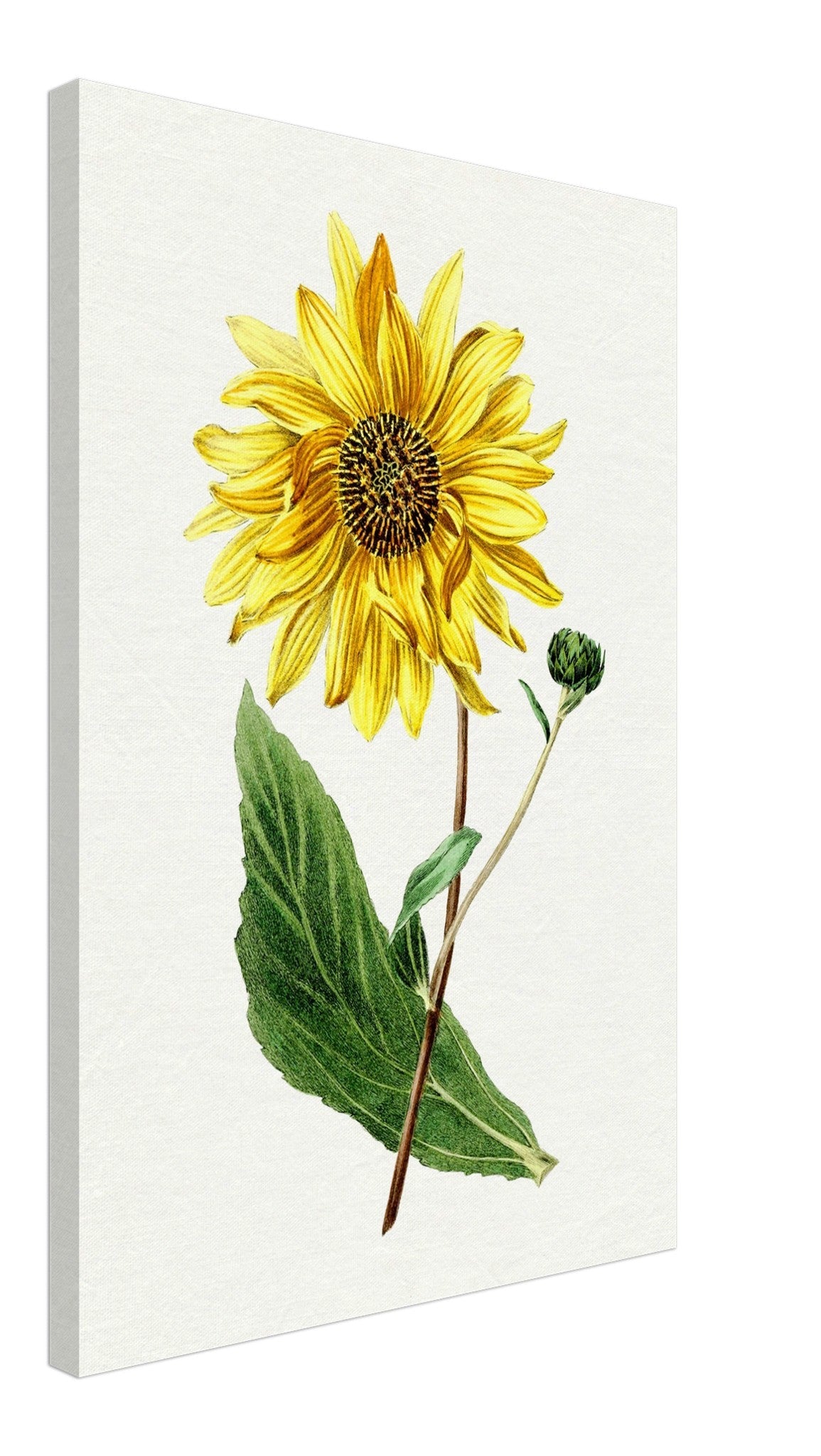 Vintage Sunflower Canvas, Hand Drawn Biodiversity Heritage Library - WallArtPrints4U