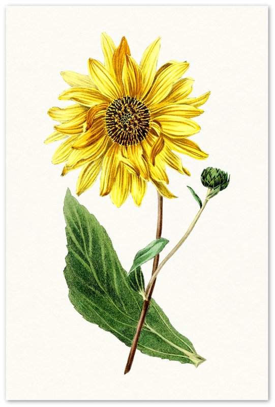 Vintage Sunflower Poster, Hand Drawn Biodiversity Heritage Library - WallArtPrints4U