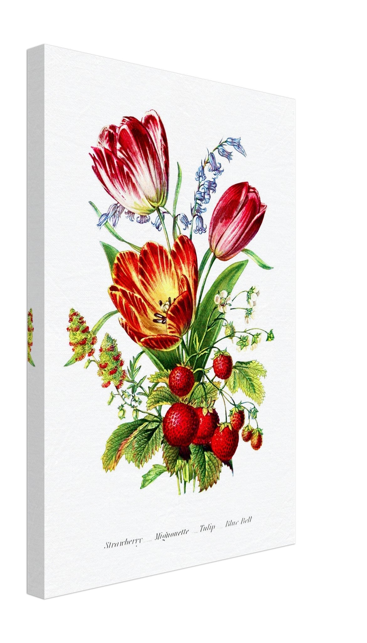Vintage Tulip Canvas Print - Flower Wall Art - Robert Tyas The Language Of Flowers 1896 - WallArtPrints4U