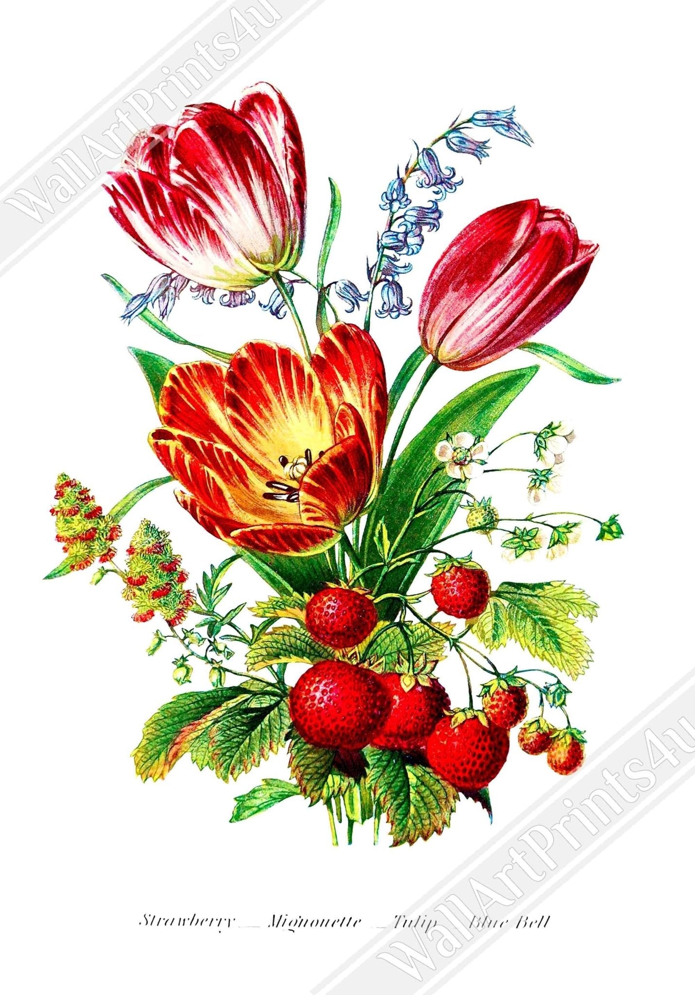 Vintage Tulip Poster Print - Flower Wall Art - Robert Tyas The Language Of Flowers 1896 - WallArtPrints4U