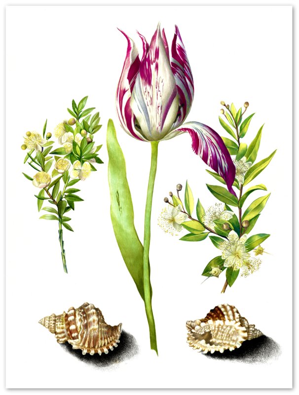 Vintage Tulip Print - Flower Wall Art - Maria Sibylla Merian Botanical Artist - WallArtPrints4U
