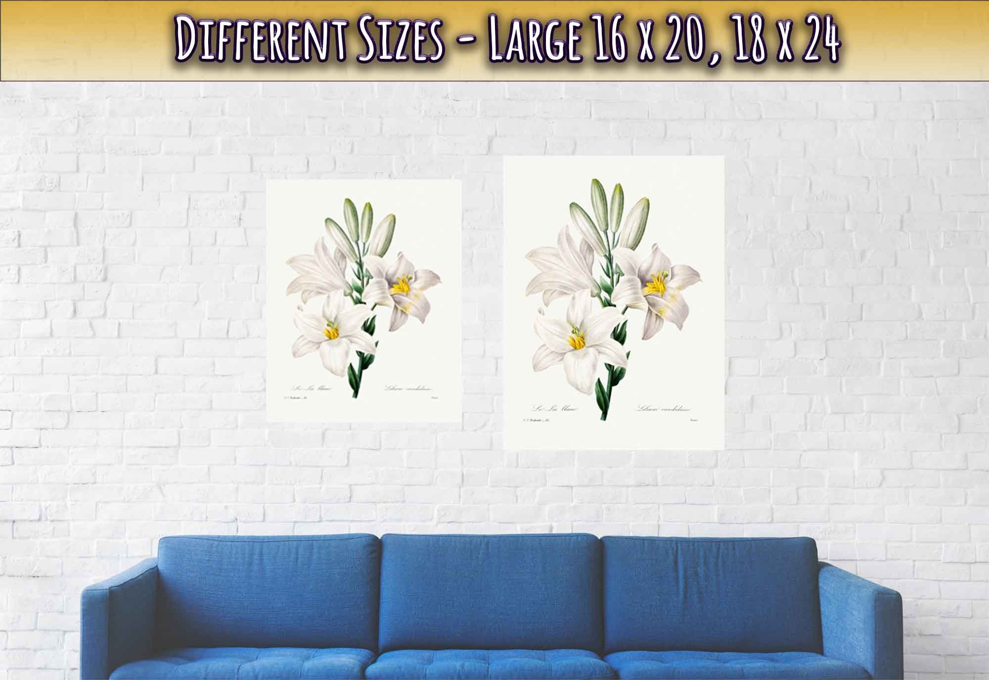 Vintage White Lily Poster - Flower Wall Art - Madonna Lily Pierre Joseph Redoute - WallArtPrints4U