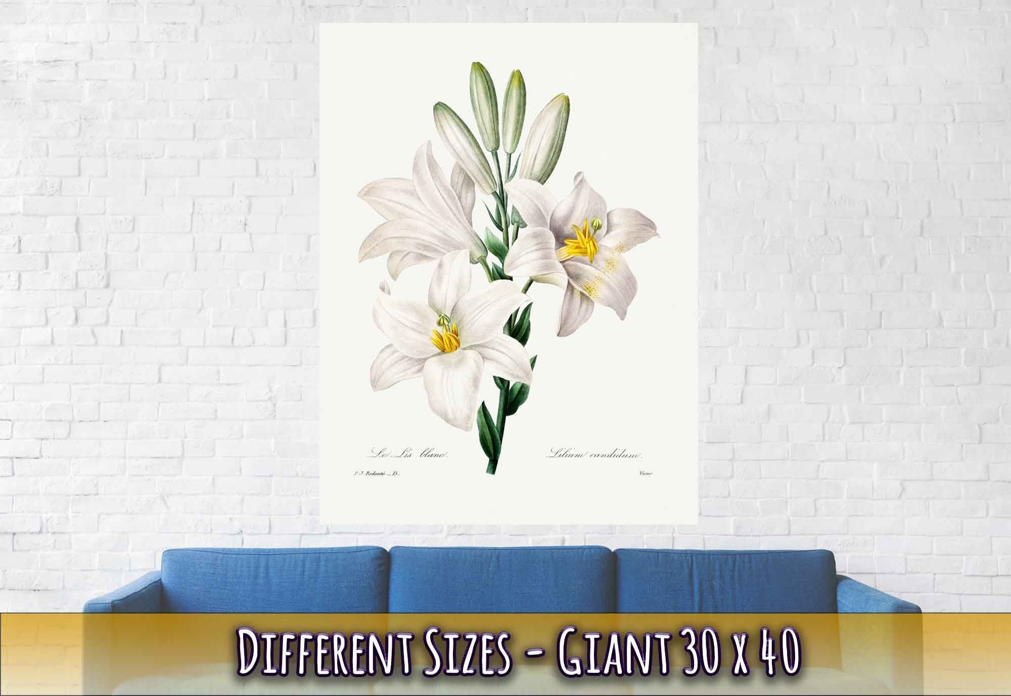 Vintage White Lily Poster - Flower Wall Art - Madonna Lily Pierre Joseph Redoute - WallArtPrints4U