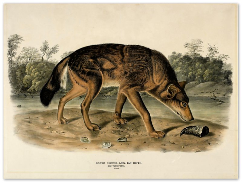 Vintage Wolf Poster, John Woodhouse Audubon, Vintage Wolf Art - Vintage Wolf Print - WallArtPrints4U
