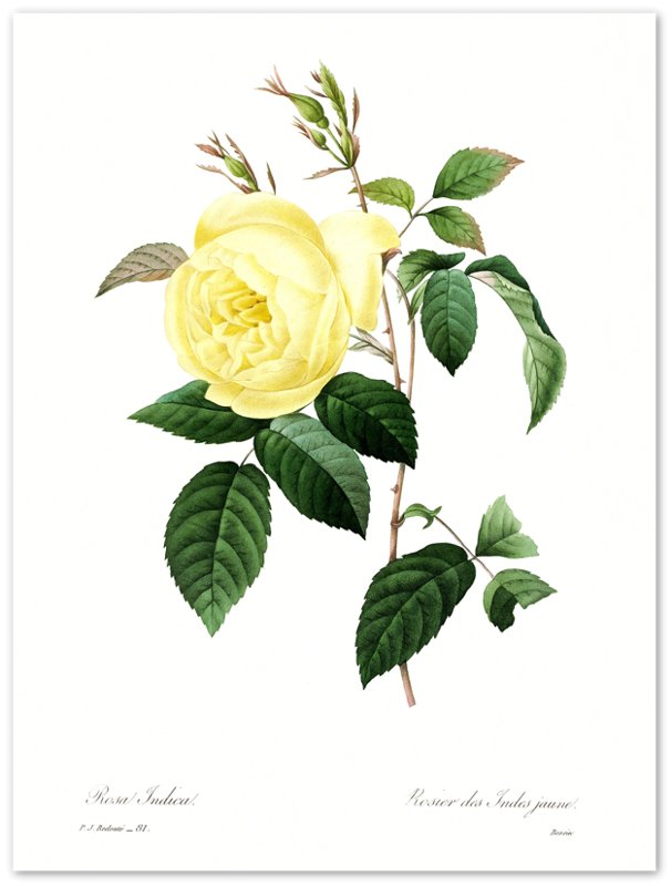Vintage Yellow Rose Print - Flower Wall Art - Pierre Joseph Redoute Botanical Artist - WallArtPrints4U