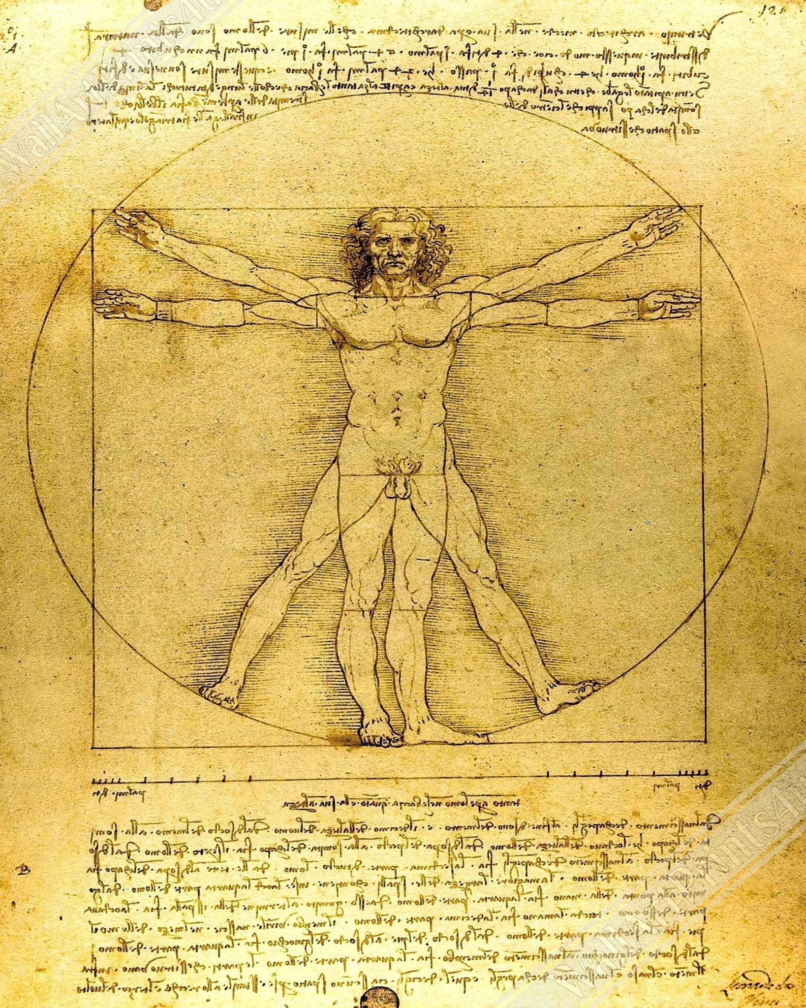 Vitruvian Man Framed Print, Leonardo Da Vinci 1490, Vintage Vitruvian Man Framed Print - WallArtPrints4U