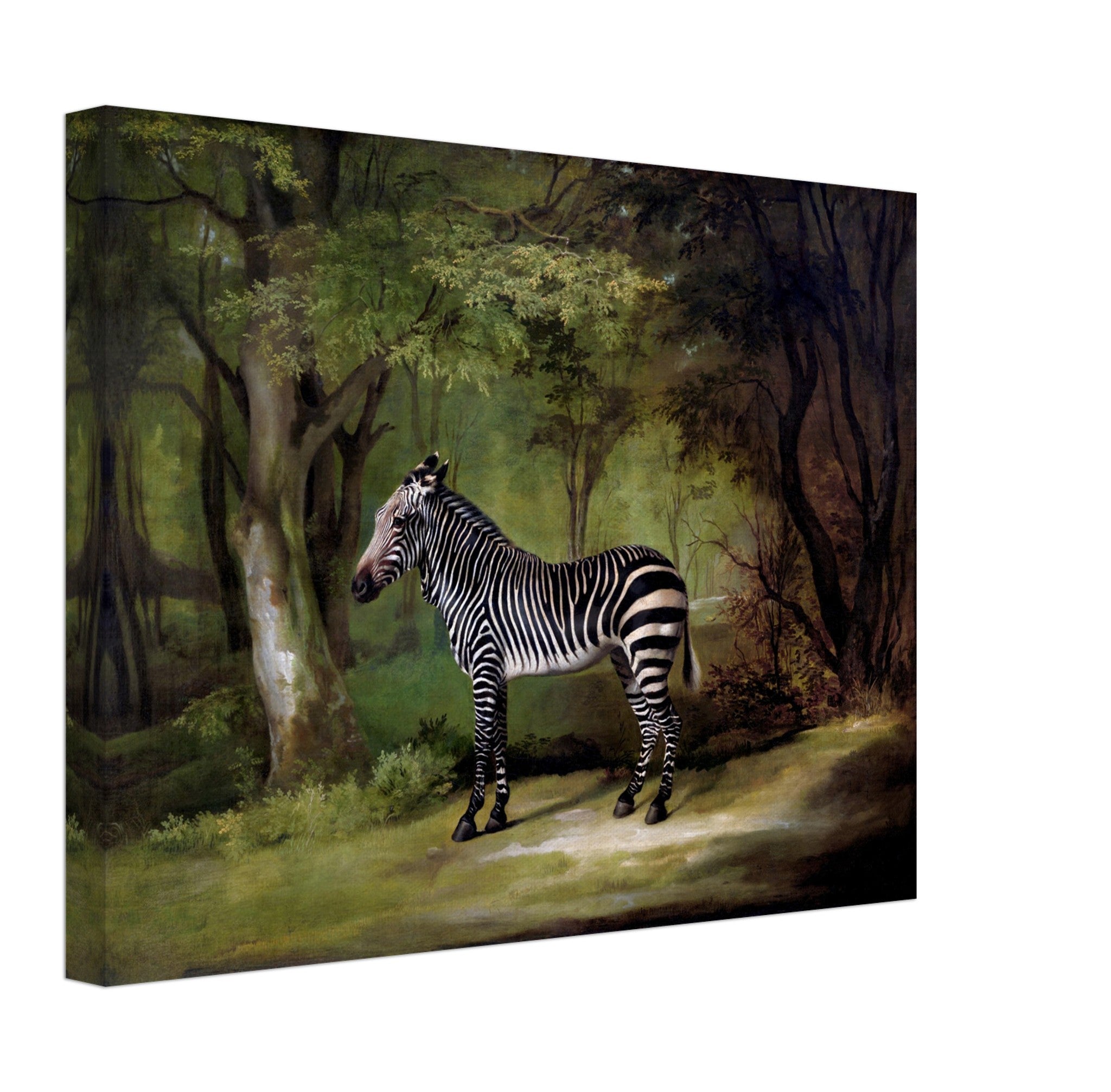 Zebra Canvas, Vintage Zebra Art - Vintage Zebra Canvas Print - WallArtPrints4U