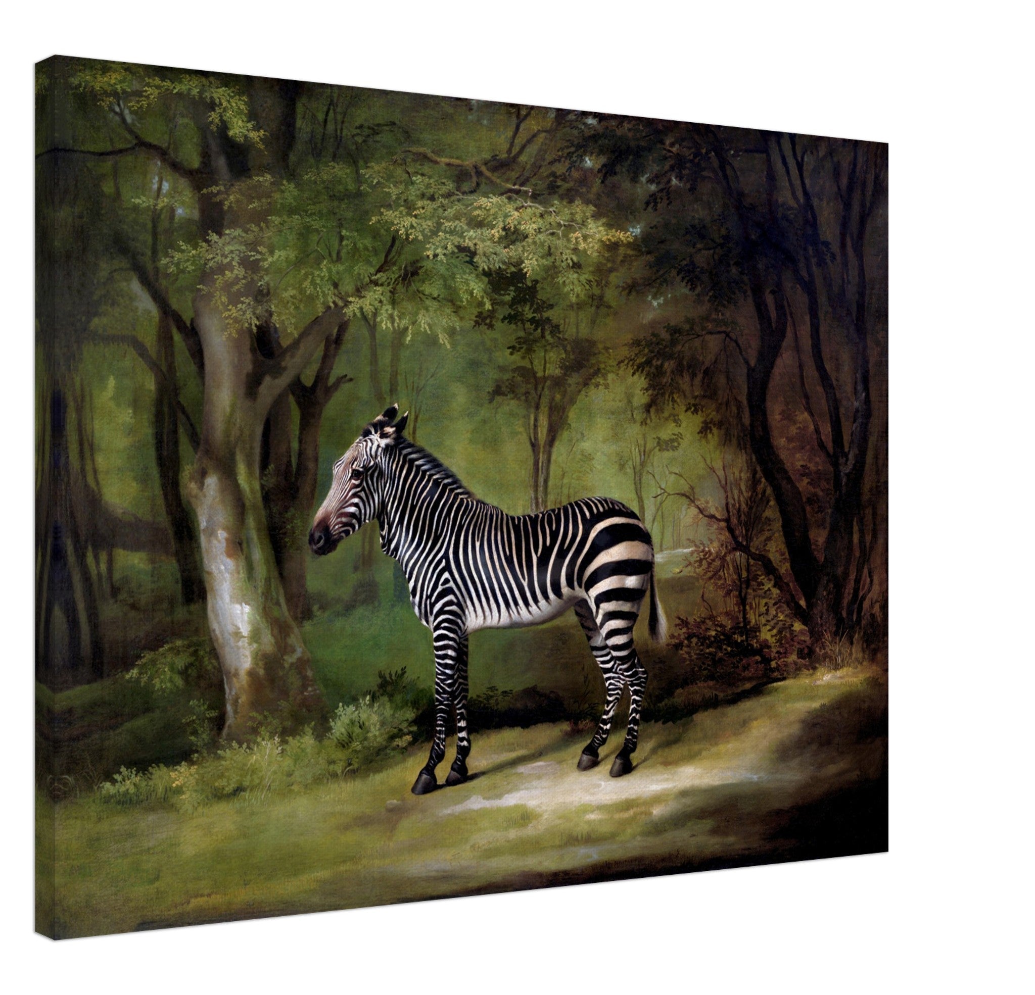Zebra Canvas, Vintage Zebra Art - Vintage Zebra Canvas Print - WallArtPrints4U