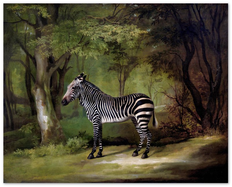 Zebra Poster, Vintage Zebra Art - Vintage Zebra Print - WallArtPrints4U
