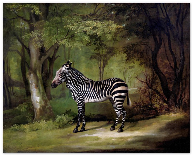 Zebra Poster, Vintage Zebra Art - Vintage Zebra Print - WallArtPrints4U